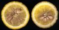 Trifoliate orange